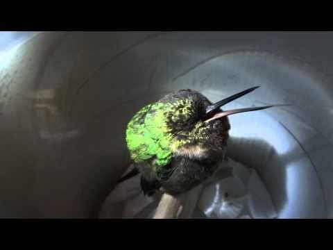 Спокойствие,только спокойствие:малютка колибри храпит после трудового дня