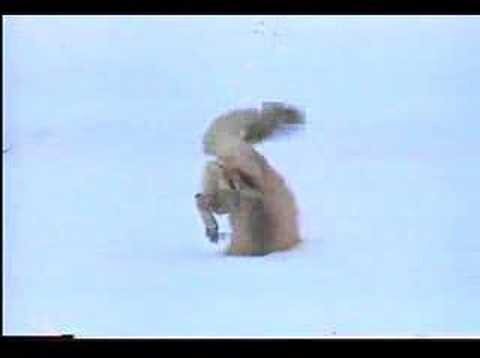 Из солянки
