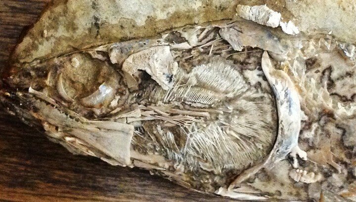 Палеонтологи впервые нашли окаменевшее сердце древней рыбы