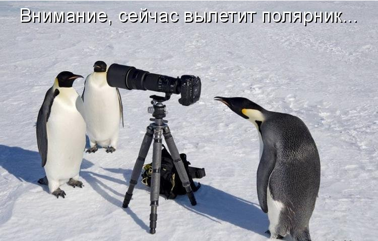 пингвины зарядили вместо птички фотографа