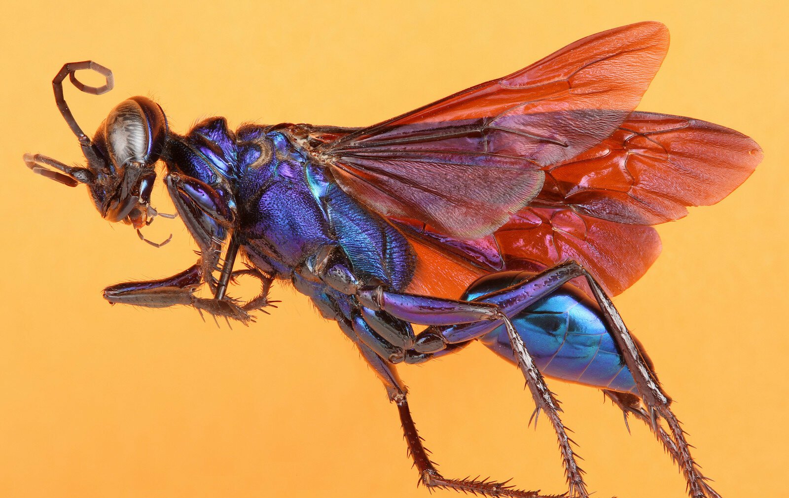 Уникальные снимки насекомых от команды Техасского университета