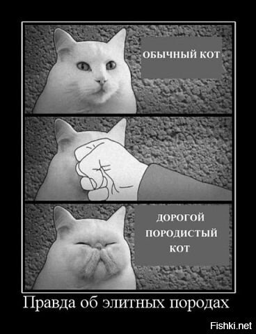 Из солянки