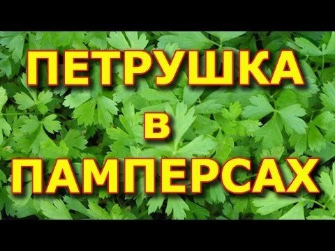 Петрушка в памперсах 