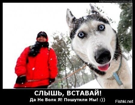 Из солянки