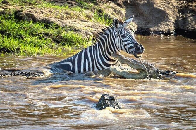 Зебра отбилась от крокодилов и умудрилась покусать одного из них