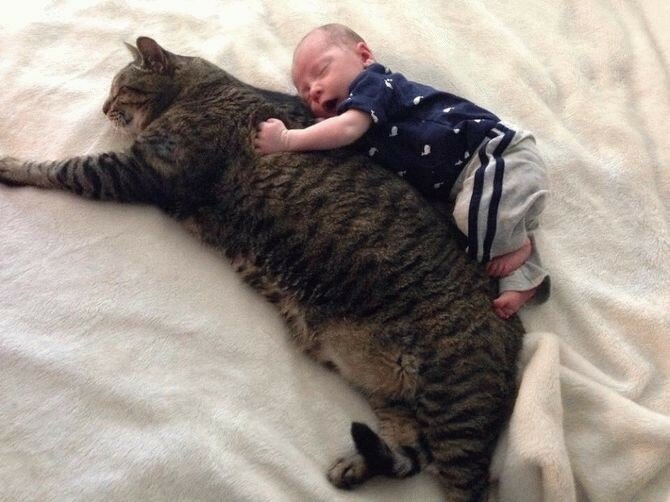 Когда размер не важен: кот, который в два раза больше своего хозяина