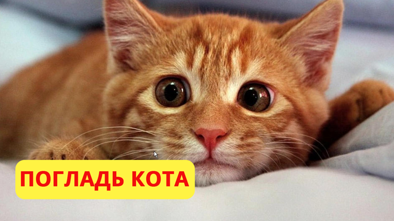 «Погладь кота!»