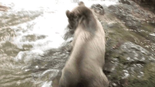 Человек и дикий медвежонок купаются в реке