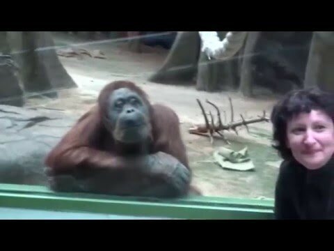 Мудрые обезьяны наблюдают за людьми