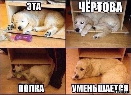 Из солянки