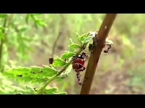 Божья коровка сильнее муравьев