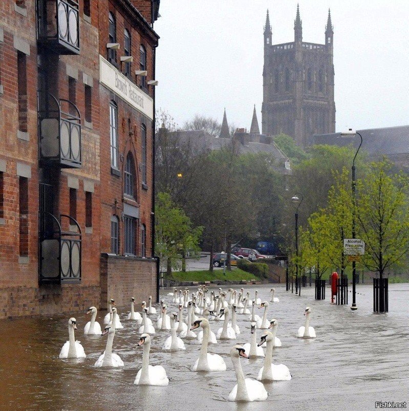 В Англии после наводнения по улице плавают лебеди
