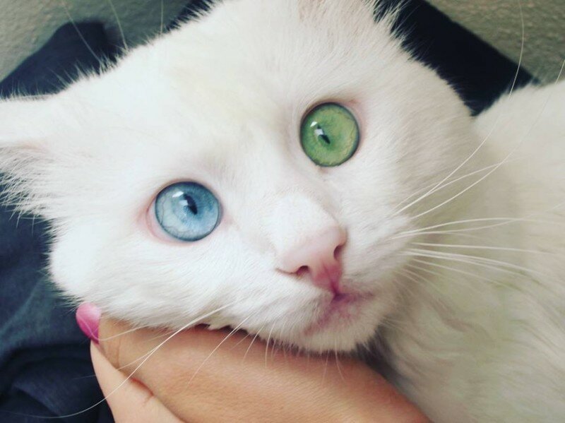 Синий? Зеленый! Этот кот с разноцветными глазами прекрасен так, что сил нет