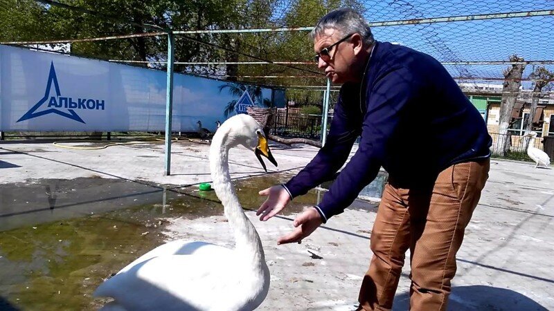 Как лебедь Жорка жалуется директору Барнаульского зоопарка