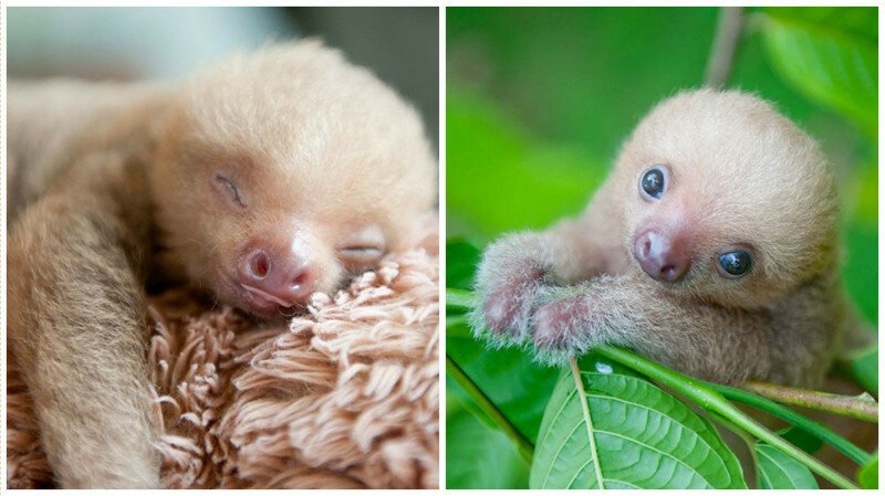 В Коста-Рике есть организация для защиты детенышей ленивцев, оставшихся без мам