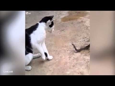 Кошка дерётся со змеёй, которую на половину съела жаба ﻿