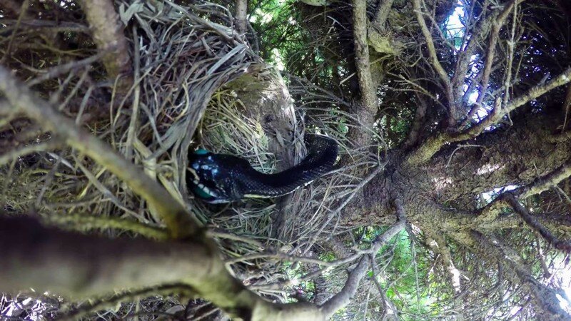 Птичье гнездо, камера и трагическая развязка