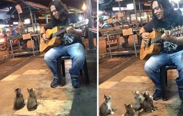 Все проходили мимо этого уличного музыканта. Но четверо котят не смогли устоять 