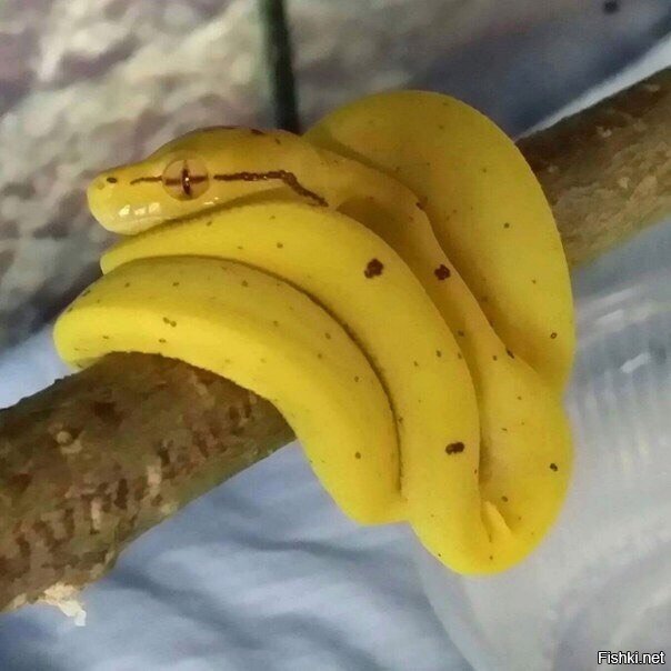 Немножко бананов
