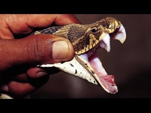 Что происходит с кровью при укусе змеи
