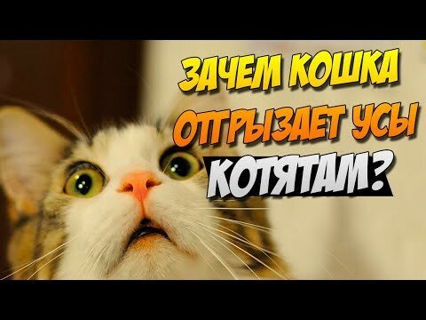 ЗАЧЕМ КОШКА ОТГРЫЗАЕТ УСЫ КОТЯТАМ? 