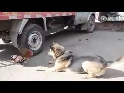 Дерзкий петух нападает на собаку