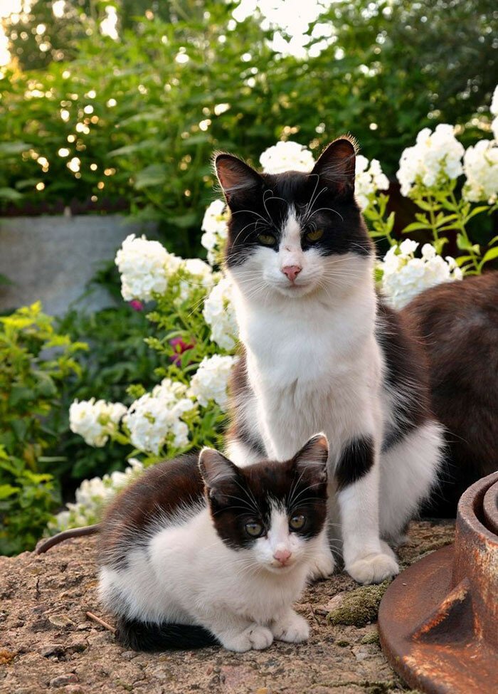 Кошки и котята: они, как две капли, похожи друг на друга!