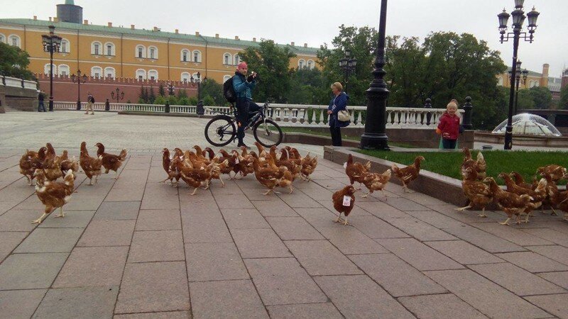 Сегодня утром на манежной площади полиция ловила куриц