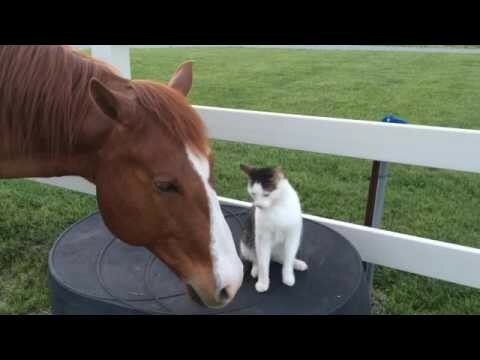 Кошка и лошадь лучшие друзья