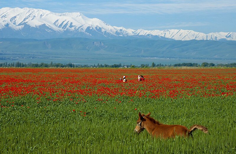 Сказка наяву, или Как выглядят алые маки Кыргызстана