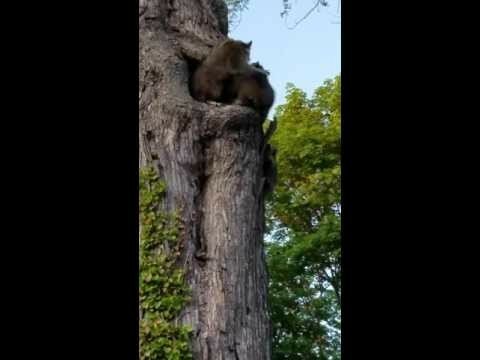 А вы знали, что еноты живут на деревьях?