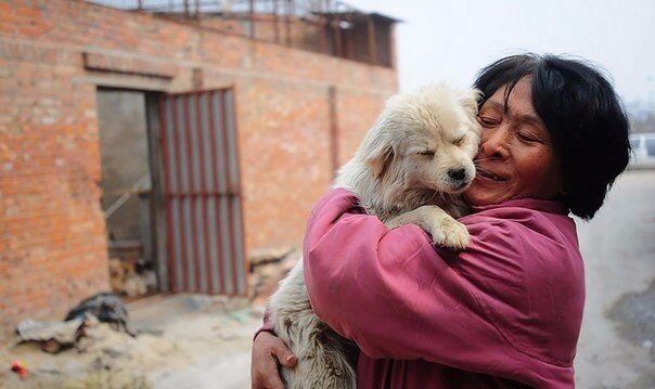 Китаянка спасла сотню собак от съедения на фестивале
