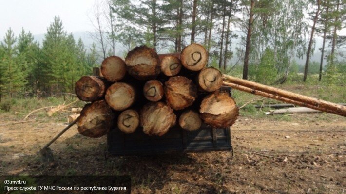 Спасительная древесина: Гослесхоз Украины нашел топливо для ТЭЦ