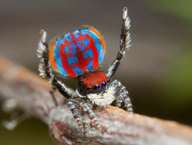 Ученые открыли новый вид танцующих пауков-павлинов
