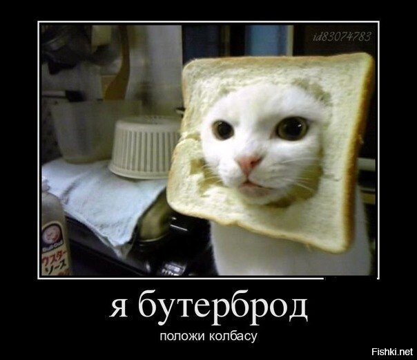 Из солянки