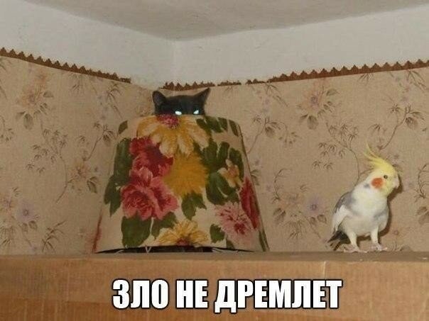 Смешные картинки про котов!