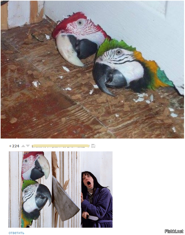 Прогрызли дверь