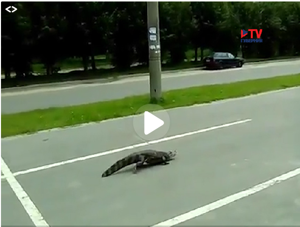 По Воронежу гуляют живые крокодилы