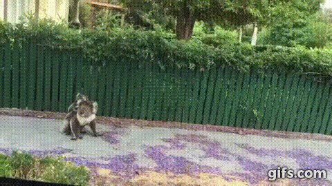 Мама Коала гуляет с малышом