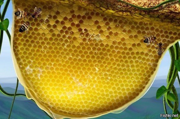 Причина того, что мёд так хорошо усваивается – это то, что он уже переварен п...