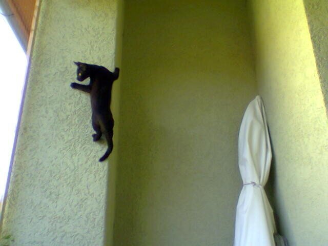 Лезет кошка по стене....  