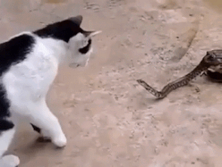 Кот, жаба и змея