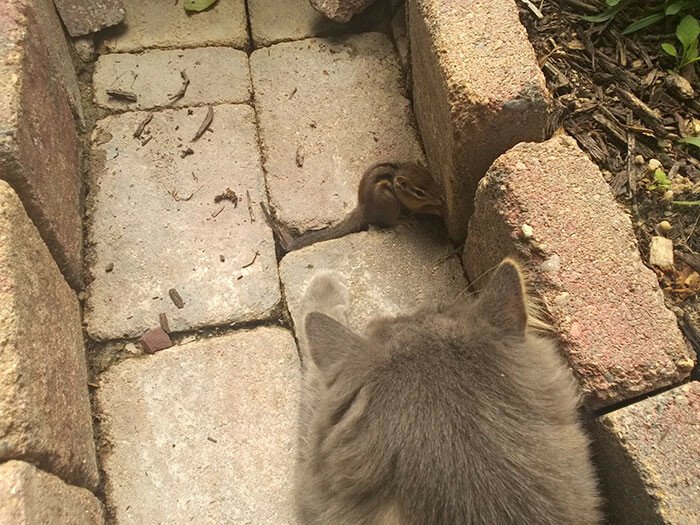 Кот и бурундук стали лучшими друзьями