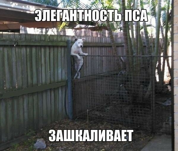 Веселые картинки