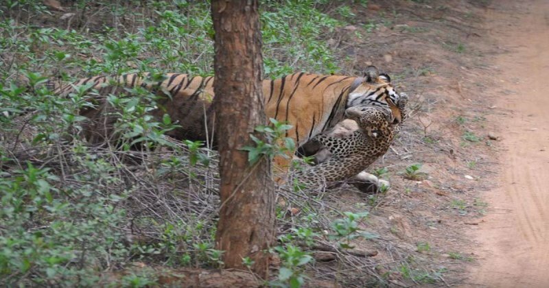 Тигрица на глазах у туристов загрызла леопарда