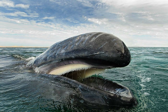 Уже 25 лет этот фотограф документирует жизнь дельфинов и китов