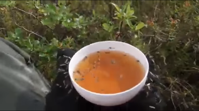 Чай с комарами