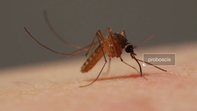 Для чего комарам нужны 6 иголок