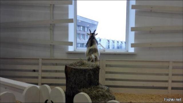 И где мой огородик