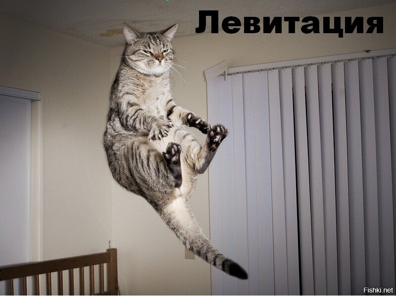 Из солянки